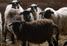Romanovska ovca – otpornost i plodnost osnovne proizvodne karakteristike Agrosaveti---Romanovska-ovca---Zablace---03