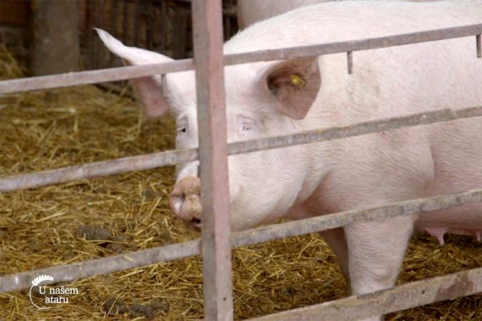 Agrosaveti---farma-svinja---Stapar---02
