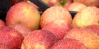Agrosaveti---izvoz-jabuka---01