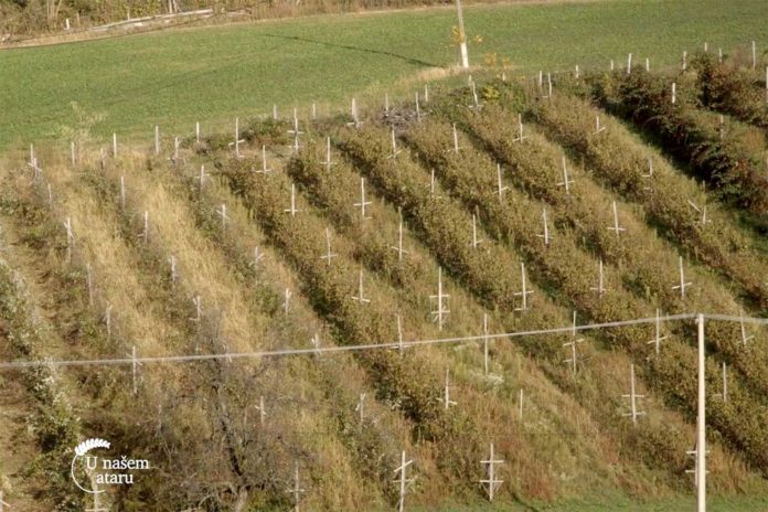 Agrosaveti---maline---Valjevo---03
