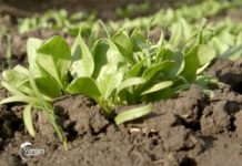 Plastenička proizvodnja paprike u Mužlji Agrosaveti---plastenicka-proizvodnja---paprika---01