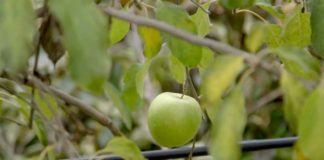 Agrosaveti---proizvodnja-jabuka---Novi-Slankamen---02