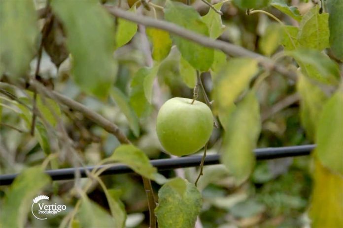 jabuka Agrosaveti---proizvodnja-jabuka---Novi-Slankamen---02