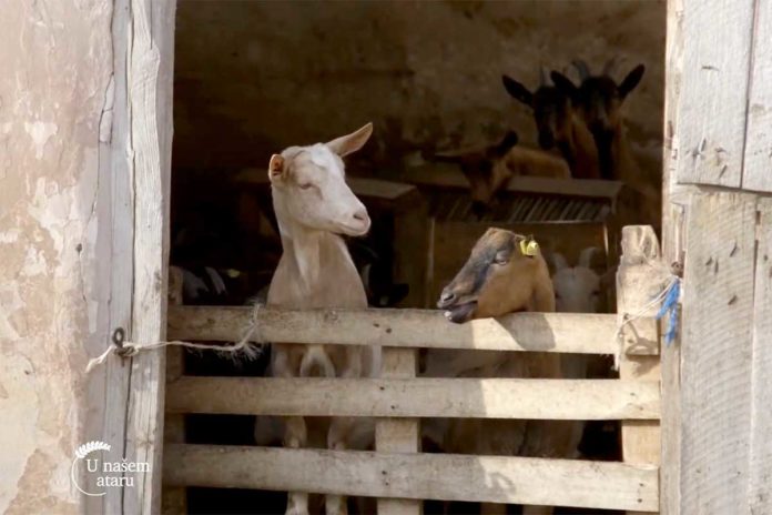 koza-jare Agrosaveti---farma-koza---Susek---01