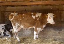 Krave porodice Kompalić iz Deronja Agrosaveti---krave---mleko---Deronje---02