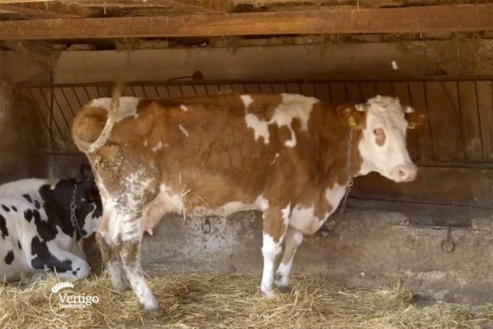 Agrosaveti---krave---mleko---Deronje---02