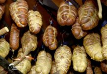 Agrosaveti---kulen---Lemajic---Sid---01