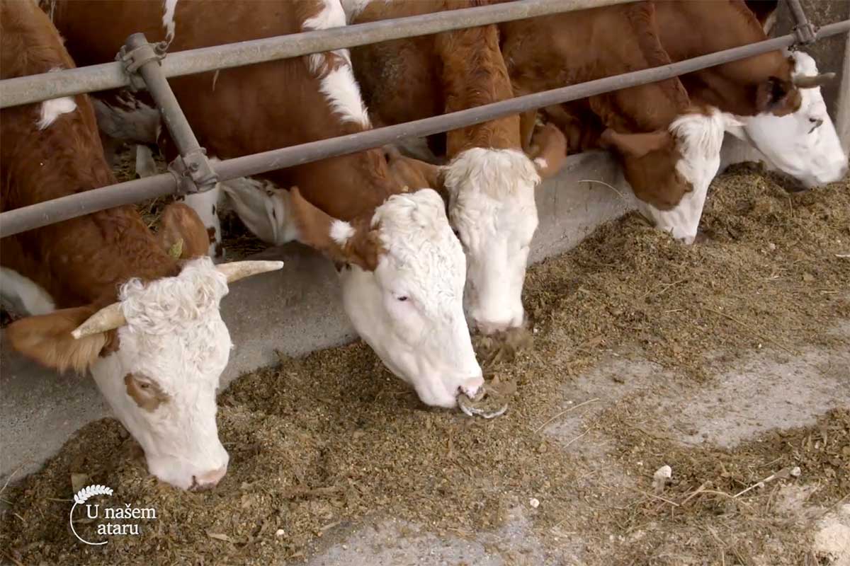 Agrosaveti---proizvodnja-kravljeg-mleka---Markovac---04