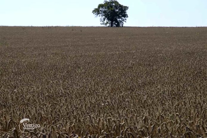 Agrosaveti---ratarsko-domacinstvo---Sakule---01
