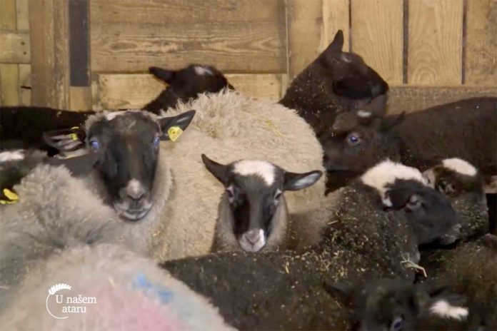 Agrosaveti---romanovska---ovca---Sid---03 Agrosaveti---romanovska---ovca---Sid---03