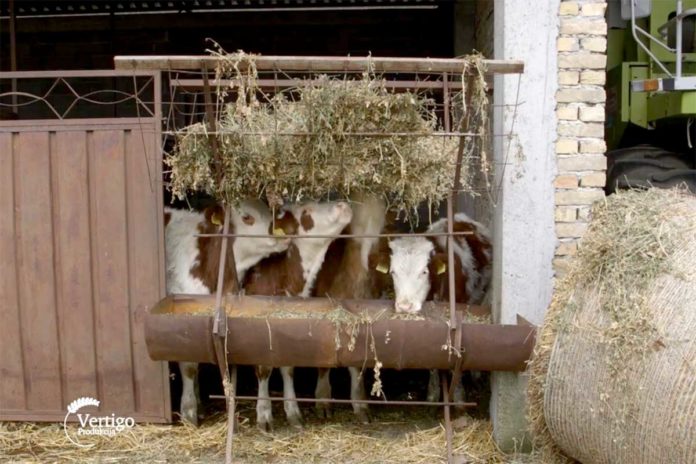 Sistem krava-tele Agrosaveti---sistem-krava-tele---Gardinovci---01
