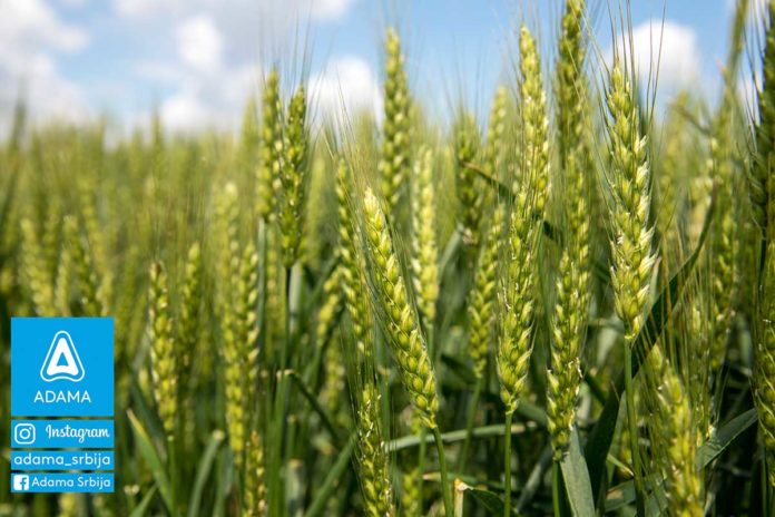 Agrosaveti---Adama---psenica---Bumper-P---prvi-tretman---Septoria---pepelnica---rdja-03