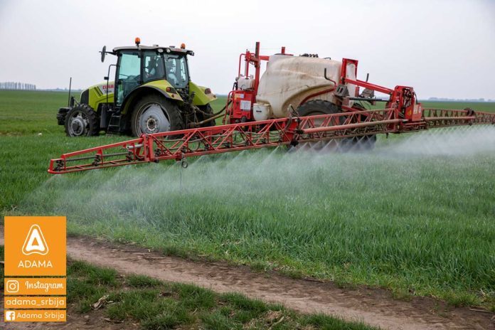 Zaštita pšenice Agrosaveti---Adama---psenica---jecam---Trimaxx---Regulator-rasta---prskanje-02