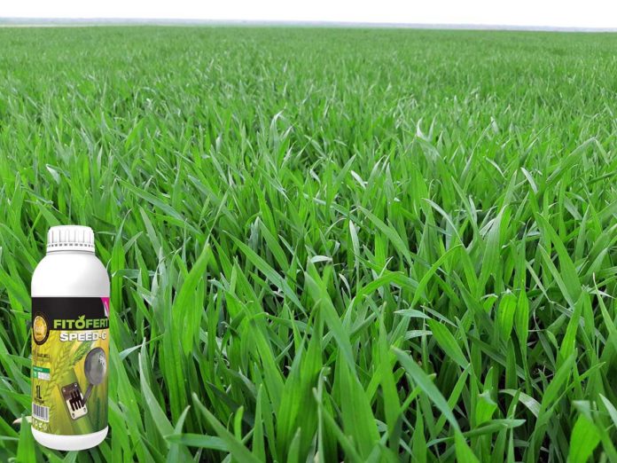 Agrosaveti---Agromarket---Fitofert---Speed-G---psenica---prolecna-prihrana-psenice-04 Agrosaveti---Agromarket---Fitofert---Speed-G---psenica---prolecna-prihrana-psenice-04