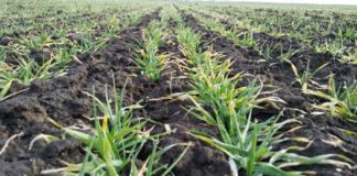 Agrosaveti---Galenika-fitofarmacija---psenica-00