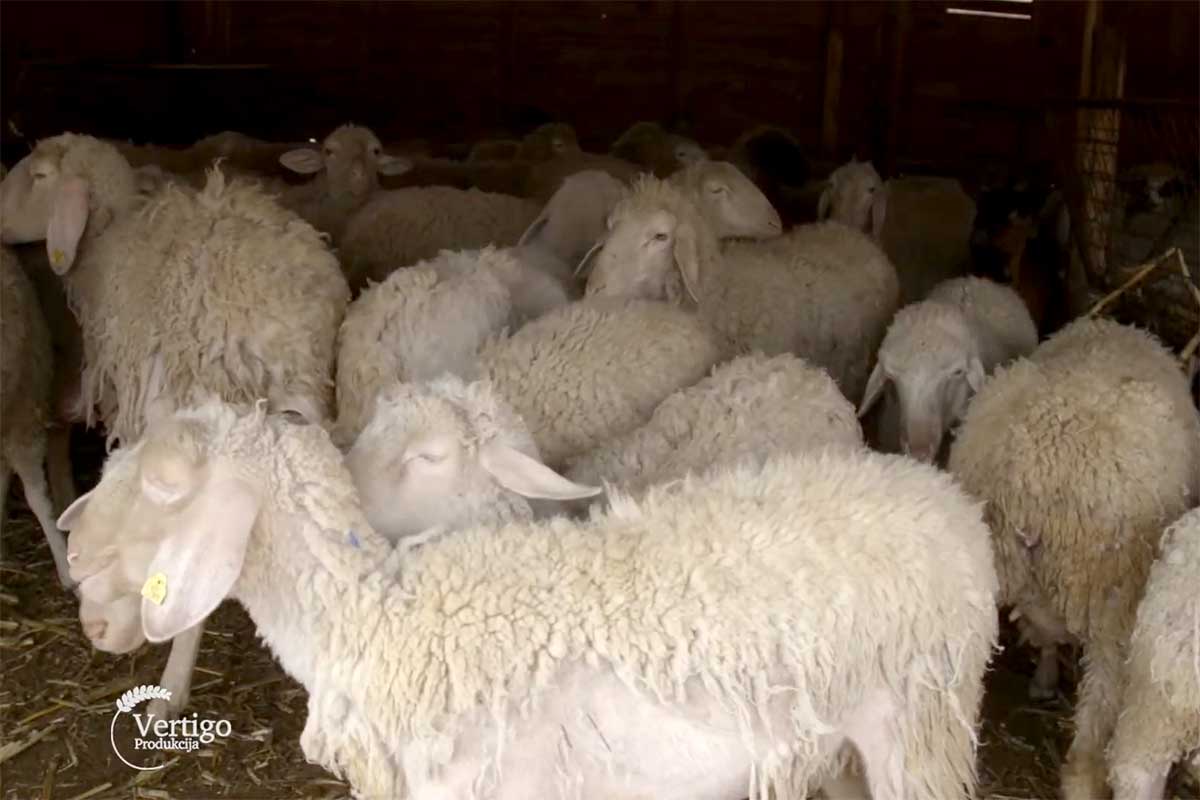 Agrosaveti---farma-ovaca---Calma---01