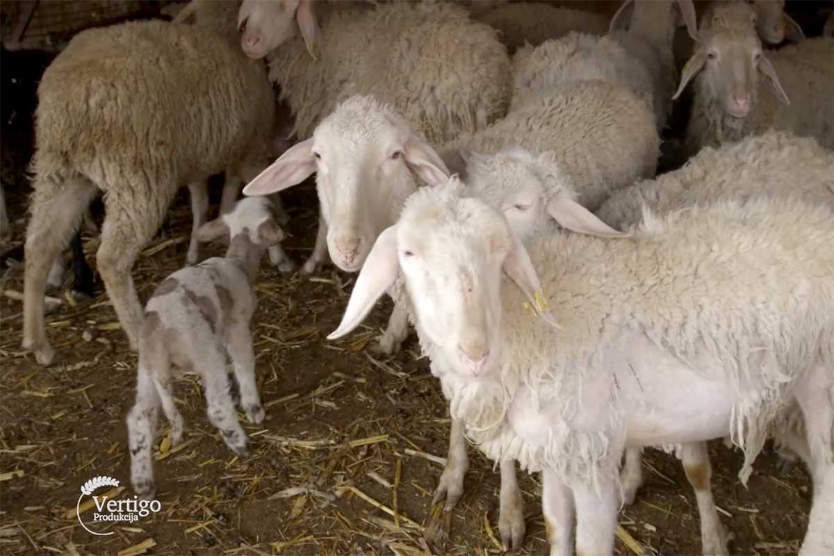 Agrosaveti---farma-ovaca---Calma---02