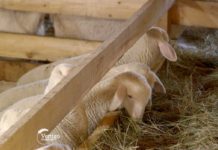 Agrosaveti---ovce---Guncat---Knic---01