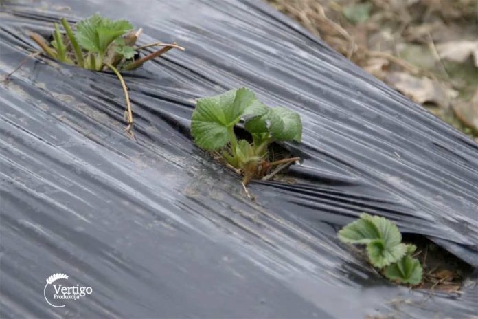 Agrosaveti---proizvodnja-jagoda---plastenik---03