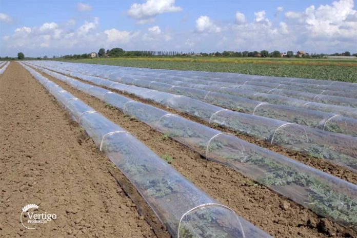 Agrosaveti---proizvodnja-lubenica---paprika---03