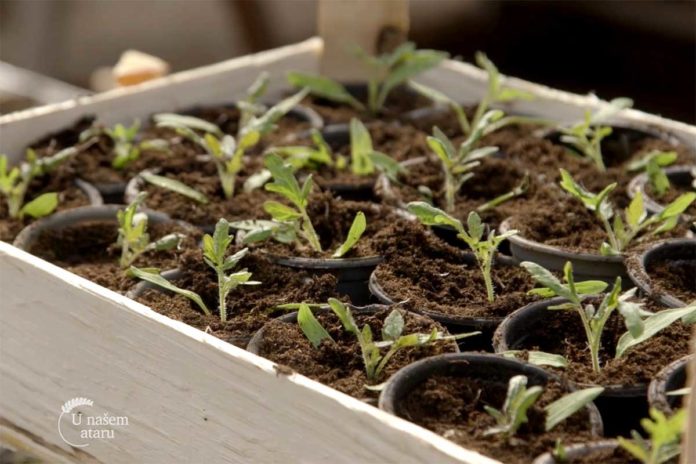 Agrosaveti---proizvodnja-rasada---Celarevo---02 Agrosaveti---proizvodnja-rasada---Celarevo---02