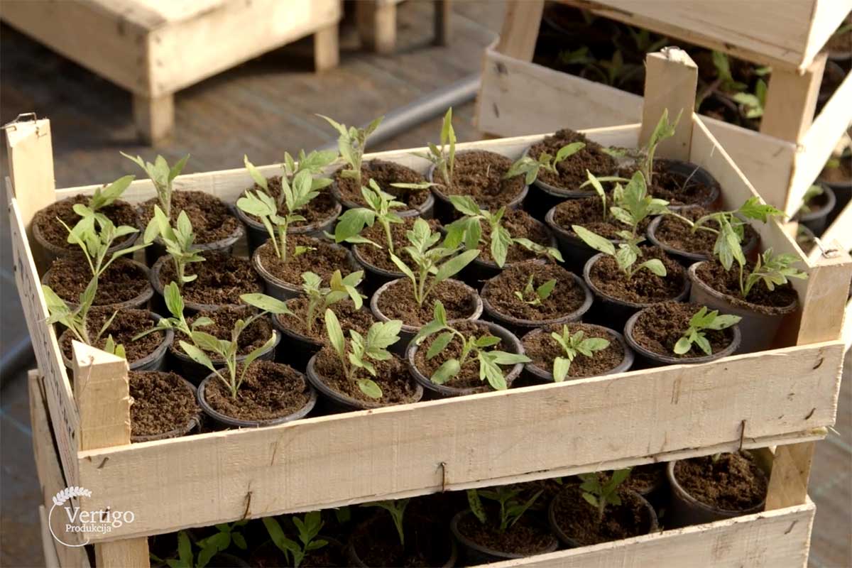 Agrosaveti---proizvodnja-rasada---Celarevo---03