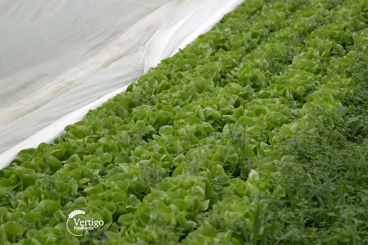Agrosaveti---zelena-salata---01