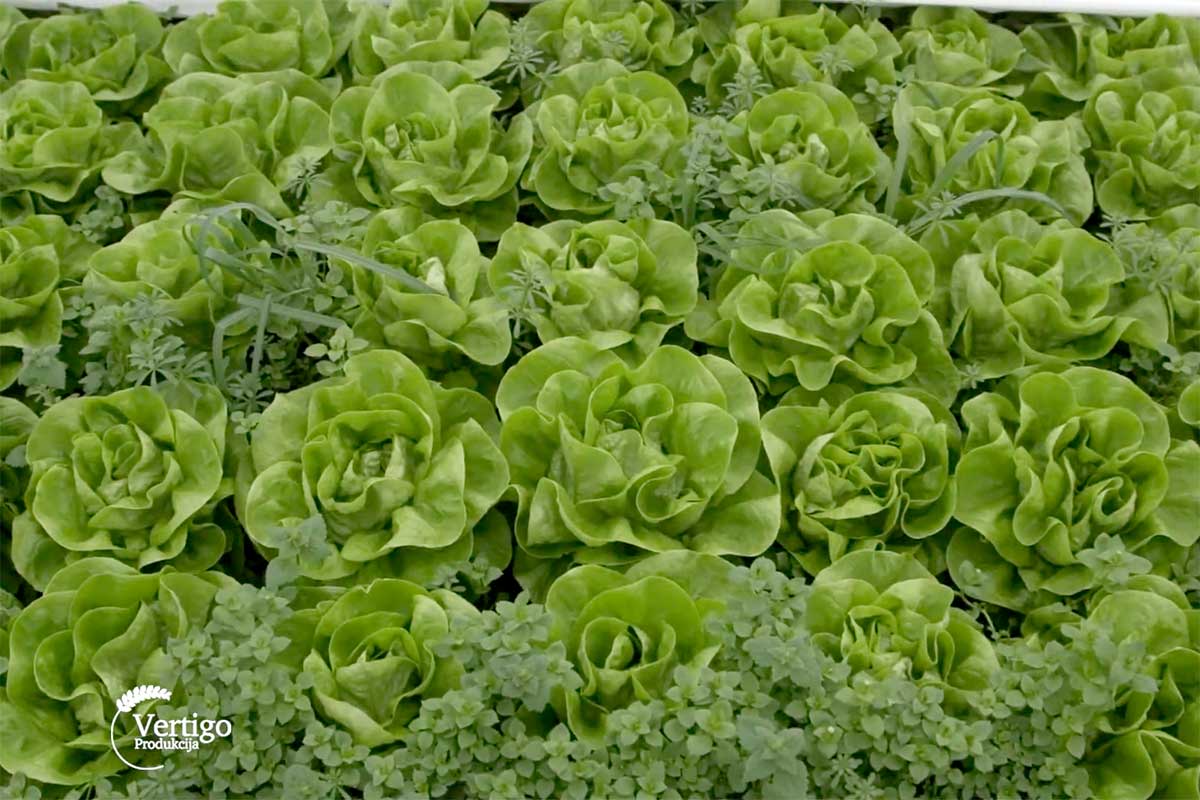 Agrosaveti---zelena-salata---03