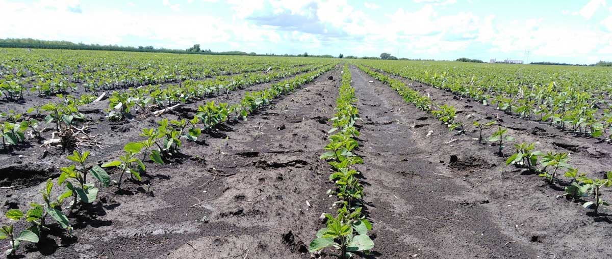 Agrosaveti---Agromarket---Max-51---01