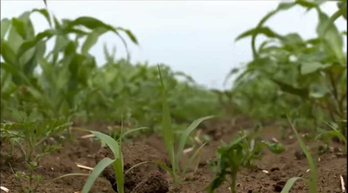 Agrosaveti---Agromarket---Siran---Agrodimark---02 Agrosaveti---Agromarket---Siran---Agrodimark---02