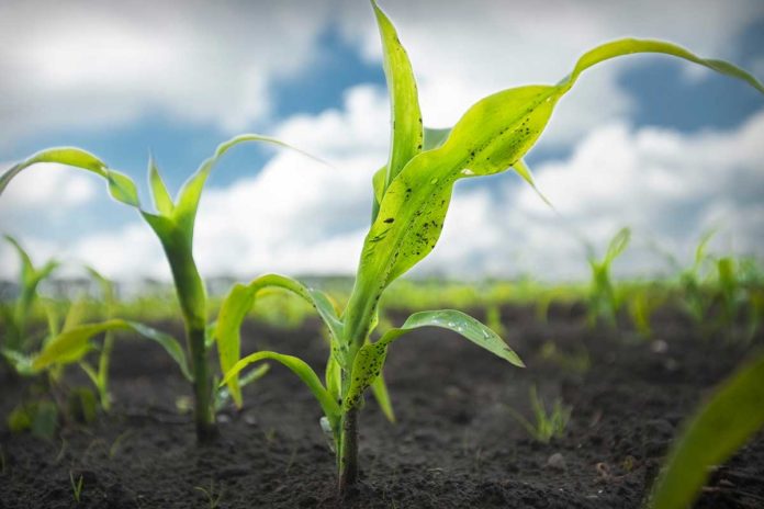 Agrosaveti---Bayer---pravilna-primena-herbicida---02 Agrosaveti---Bayer---pravilna-primena-herbicida---02