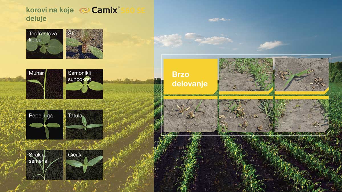Agrosaveti---Camix-herbicid-delovanje-posle-kise-Syngenta-03