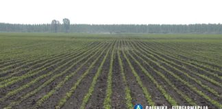 Agrosaveti---Galenika-fitofarmacija---soja---korovi