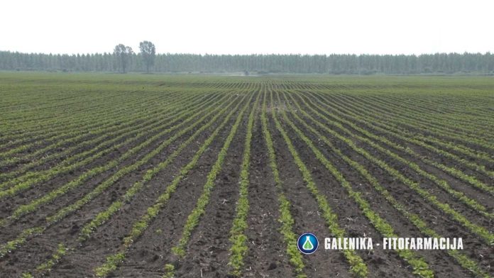 Agrosaveti---Galenika-fitofarmacija---soja---korovi Agrosaveti---Galenika-fitofarmacija---soja---korovi