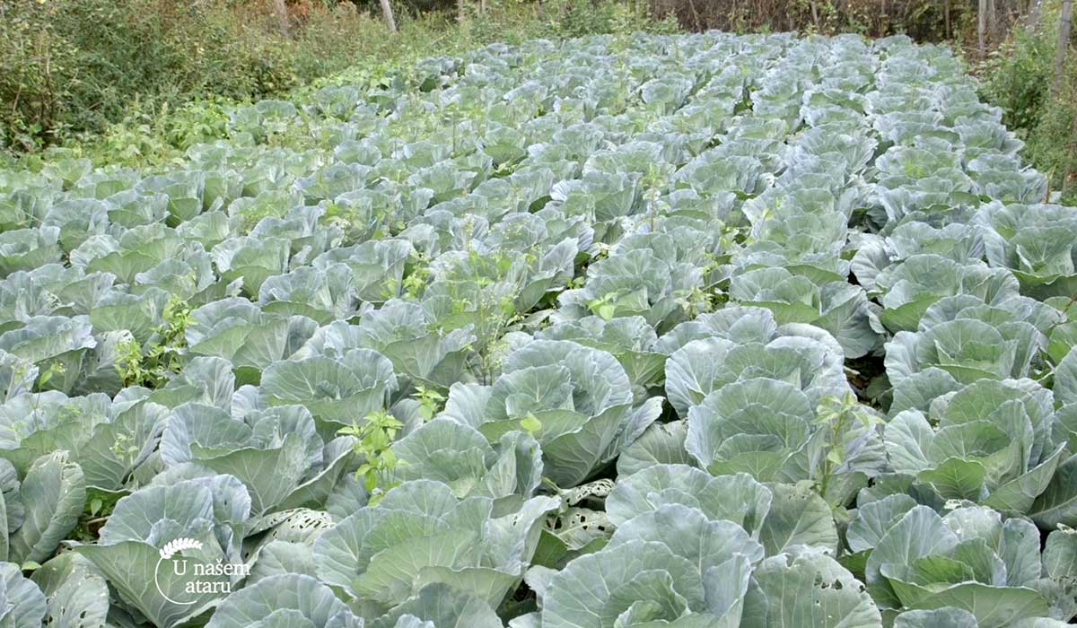 Agrosaveti - Niska friska pijaca - 02