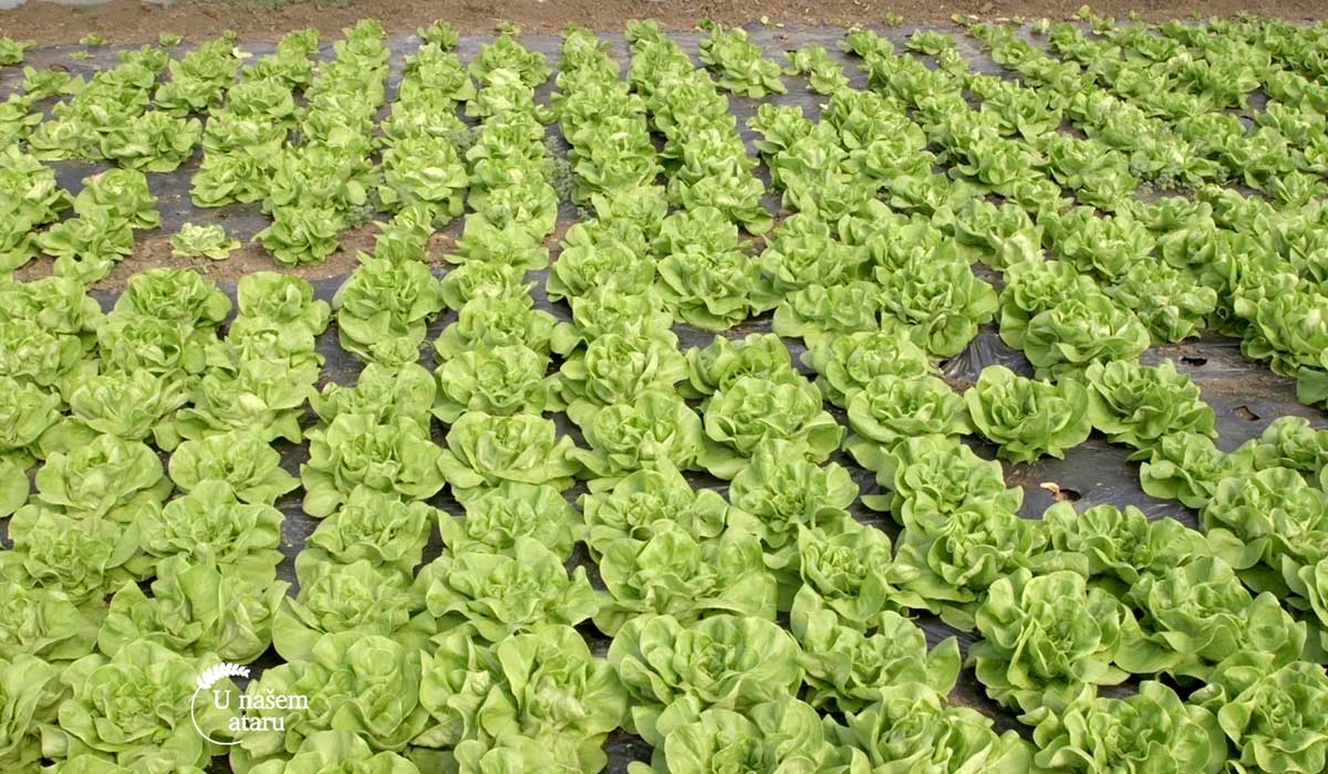 Agrosaveti - Niska friska pijaca - 03
