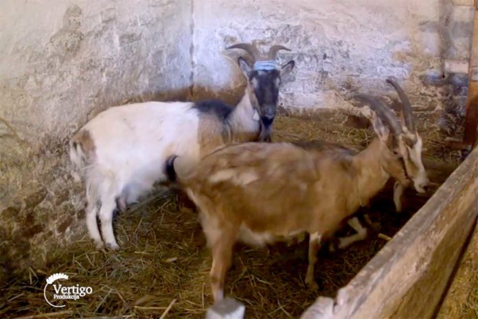 Agrosaveti---farma-koza---Mladenovov---03