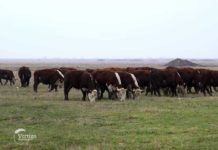 Agrosaveti---hereford---03