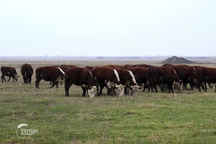 Agrosaveti---hereford---03