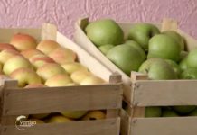Agrosaveti---izvoz-jabuke---03