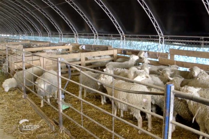 Agrosaveti---ovce---Obrovac---02 Agrosaveti---ovce---Obrovac---02