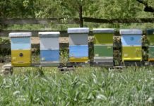 Agrosaveti---prijava-stanja-pcelinjaka---01