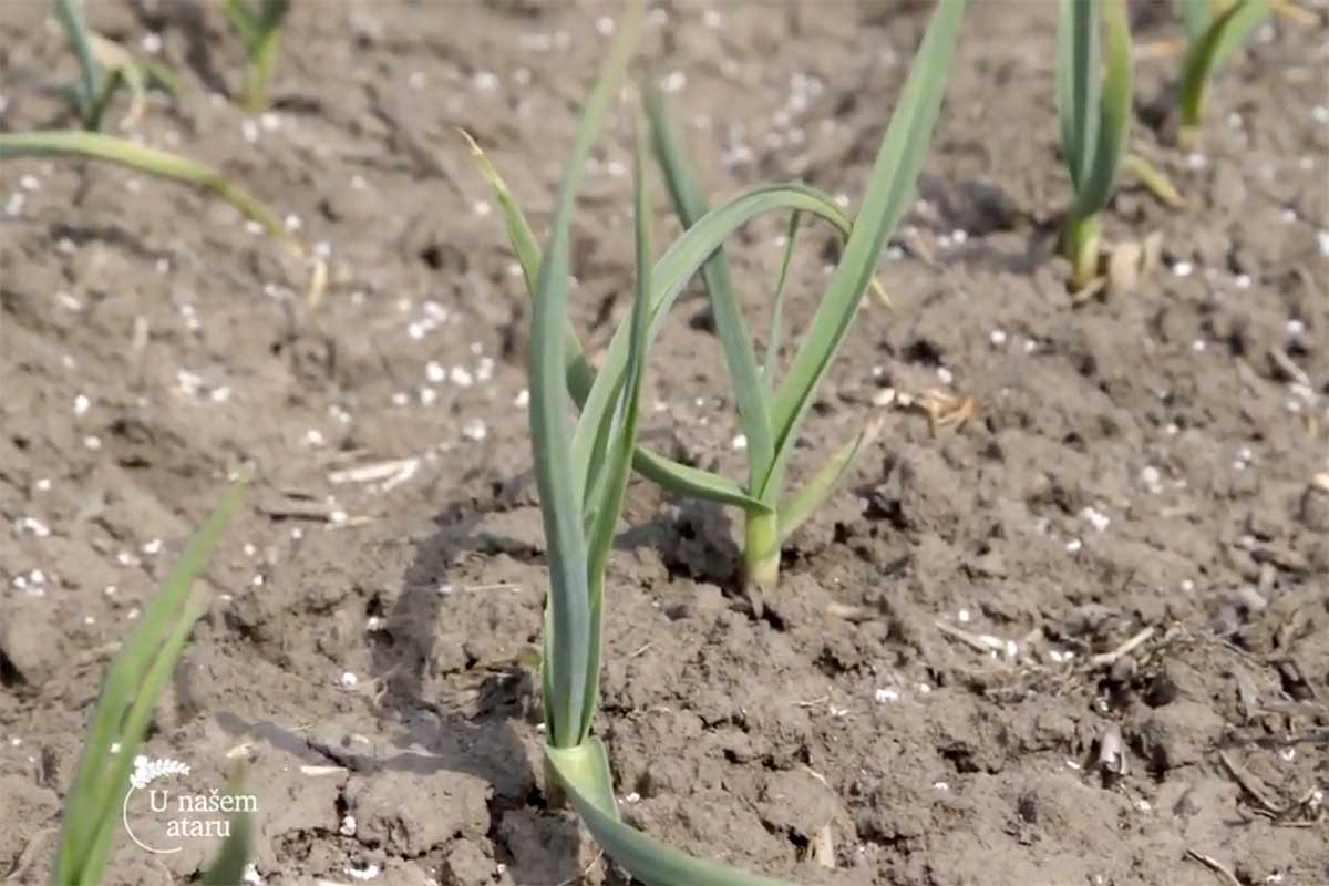 Agrosaveti---prodaja-povrca---01