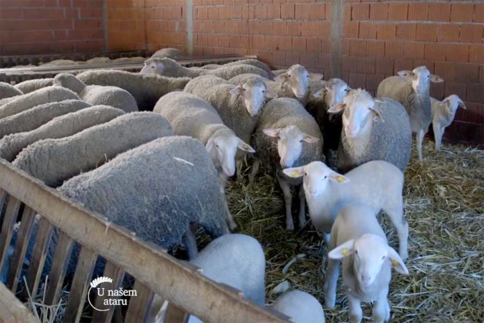Agrosaveti---prodaja stoke---01