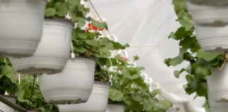 Agrosaveti---proizvodnja-cveca---Drenovac---02