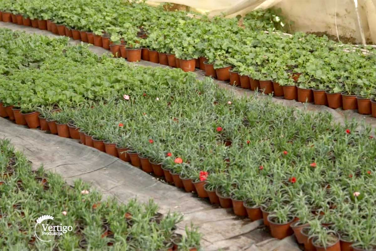 Agrosaveti---proizvodnja-cveca---Drenovac---04