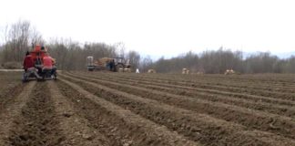 Agrosaveti---sadnja-krompira---02