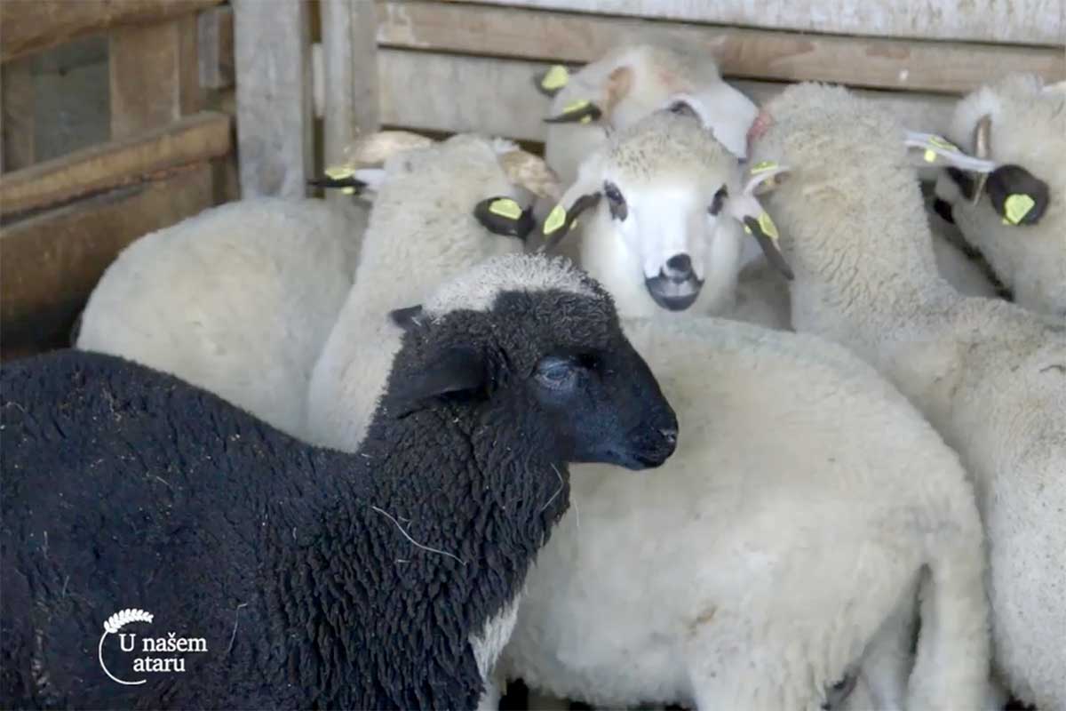 Agrosaveti---stocarsko-domacinstvo---Guberevac---03