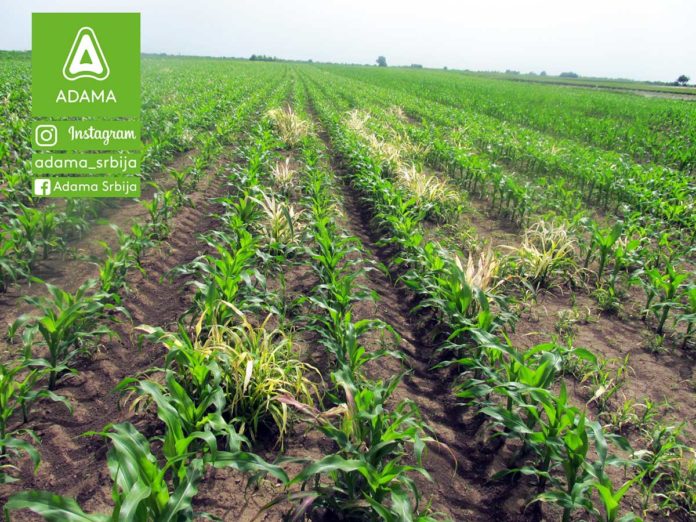 Agrosaveti---Adama---kukuruz---korovi---Sulcotrek---Nicogan---palamida---ambrozija---sirak-03 Agrosaveti---Adama---kukuruz---korovi---Sulcotrek---Nicogan---palamida---ambrozija---sirak-03