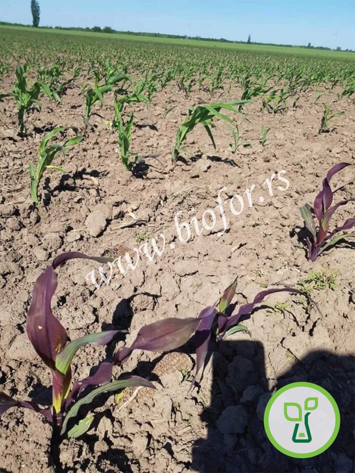Agrosaveti---BioP-crvenilo Agrosaveti---BioP-crvenilo